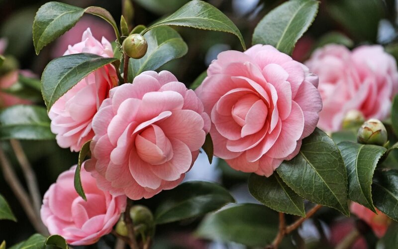 Pink Camellia Flowers — Serene, Spring, Photograph, Leaves, Buds
