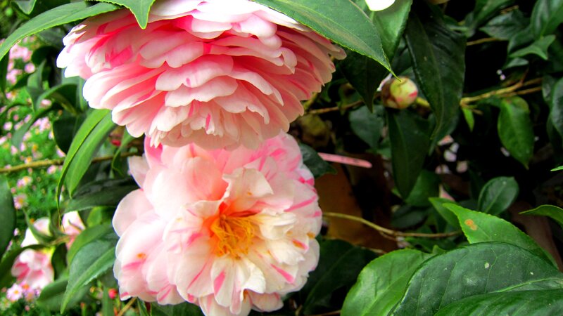 Pink Camellia Flowers — Serene, Spring, Photograph