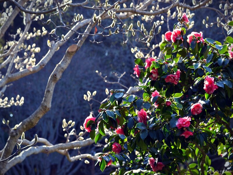 Pink Camellia Flowers — Serene, Spring, Photograph, Tree Branches