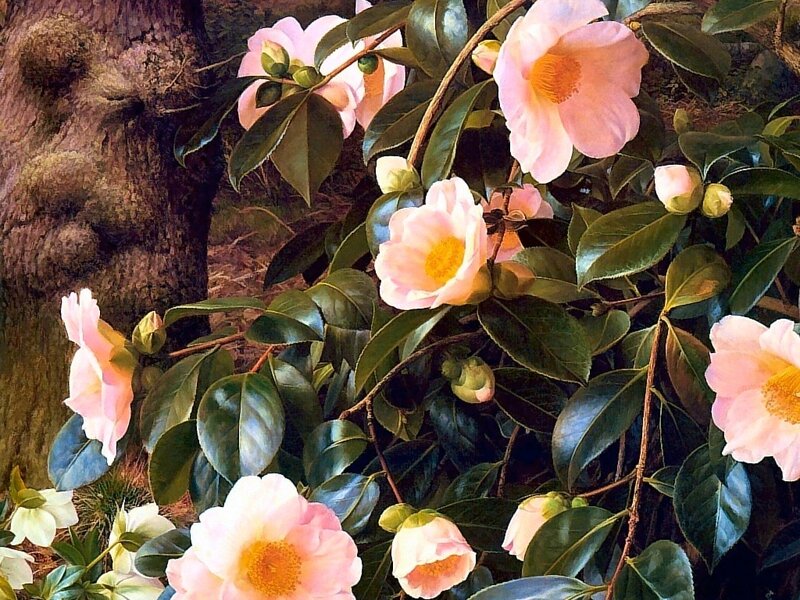 Pink Camellia Flowers — Serene, Spring