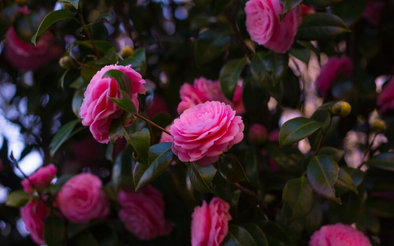 Pink Camellia Flowers — Serene, Sunset