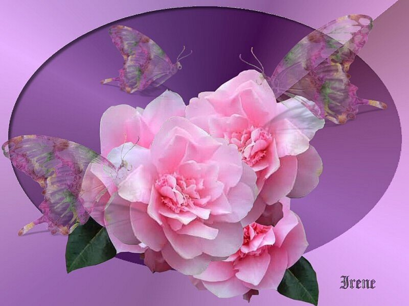 Pink Camellia Flowers — Serene