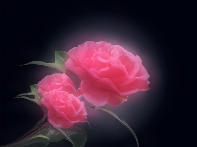 Pink camellia flowers