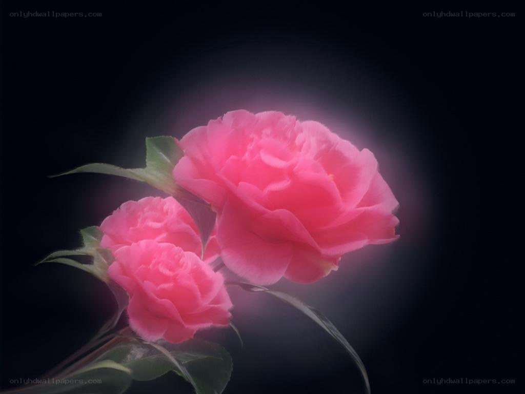 Pink camellia flowers