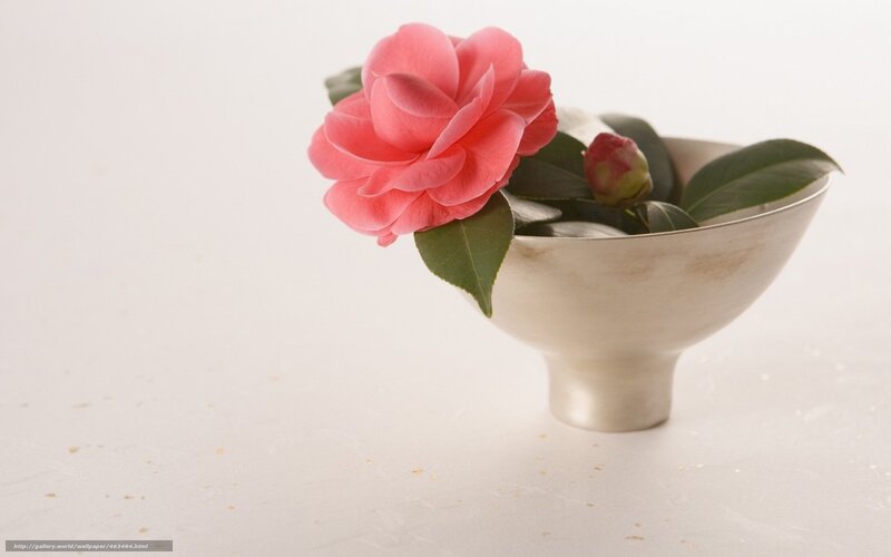 Pink camellia in a bowl