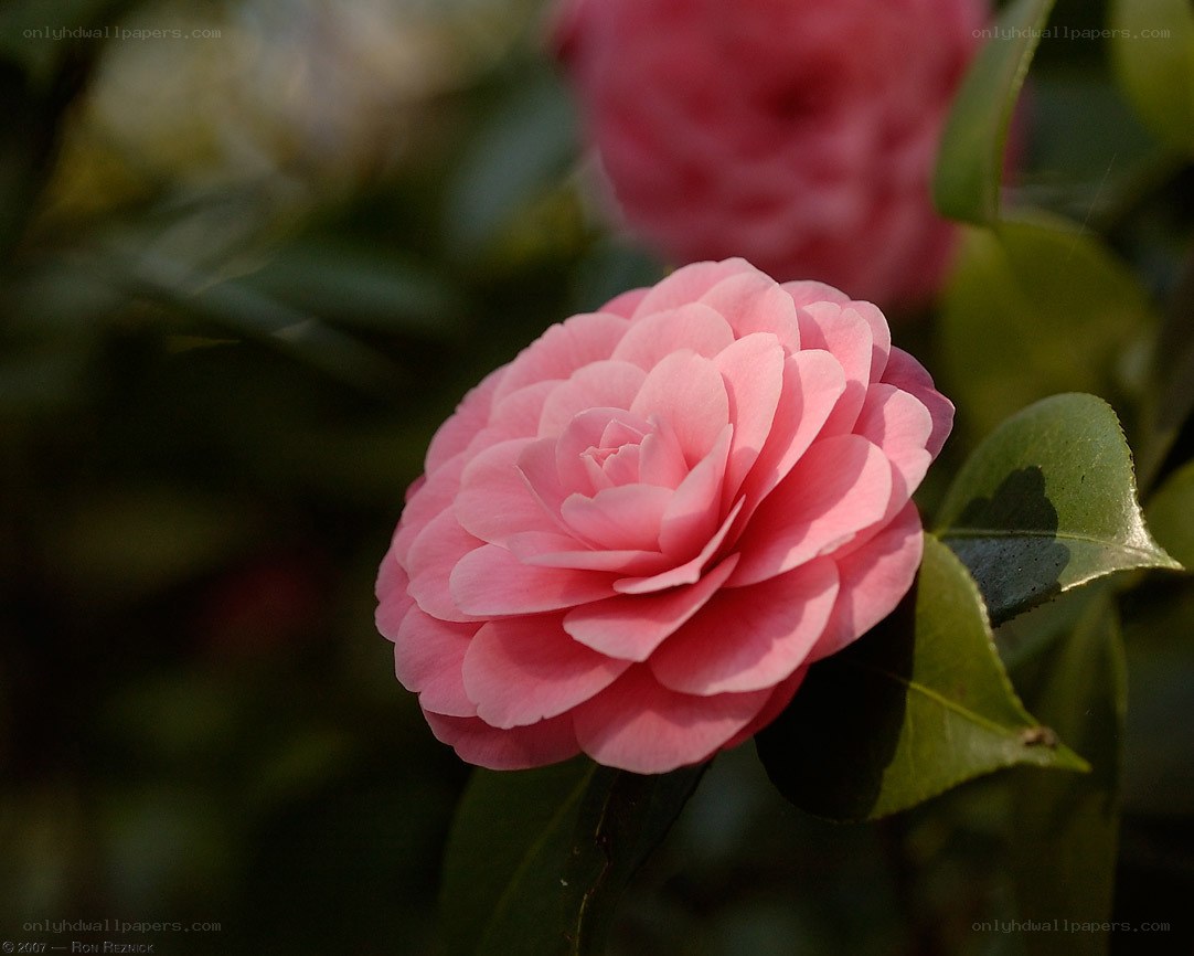 Pink camellia in bloom