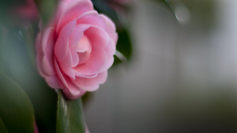 Pink camellia in soft focus