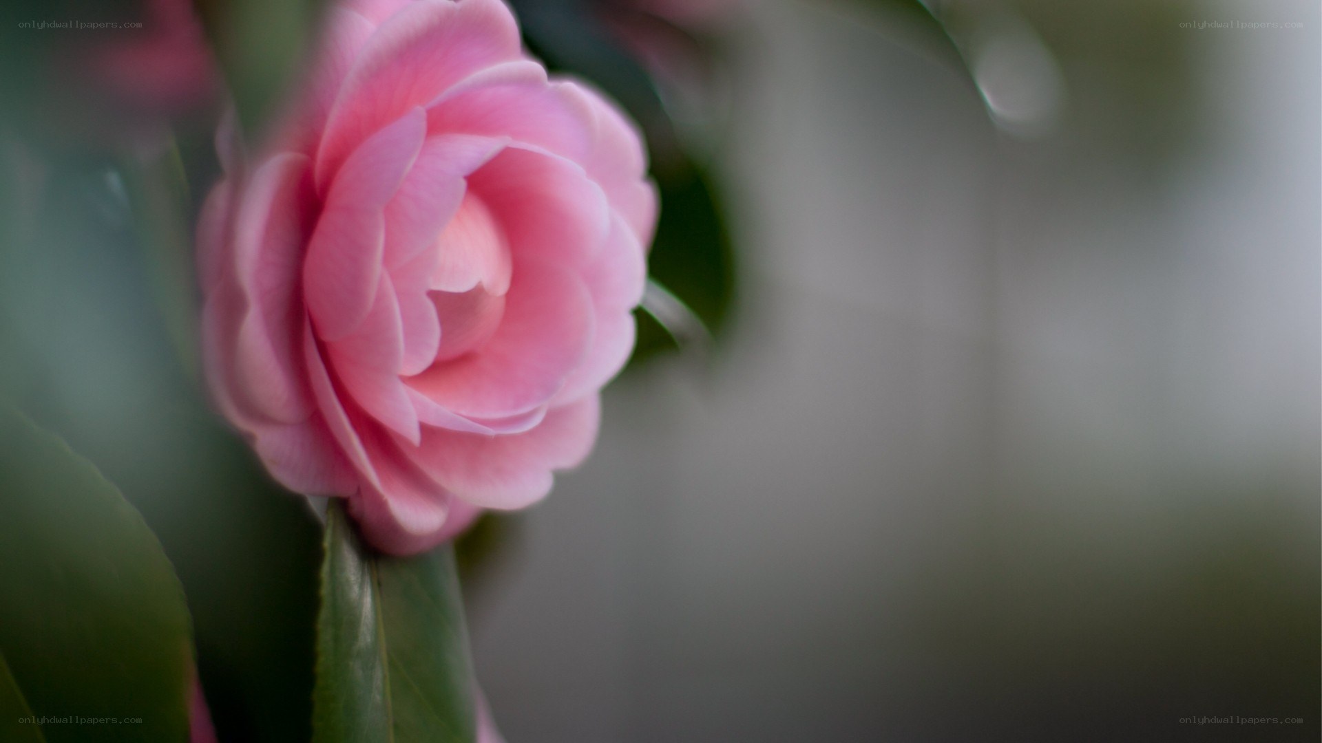Pink camellia in soft focus