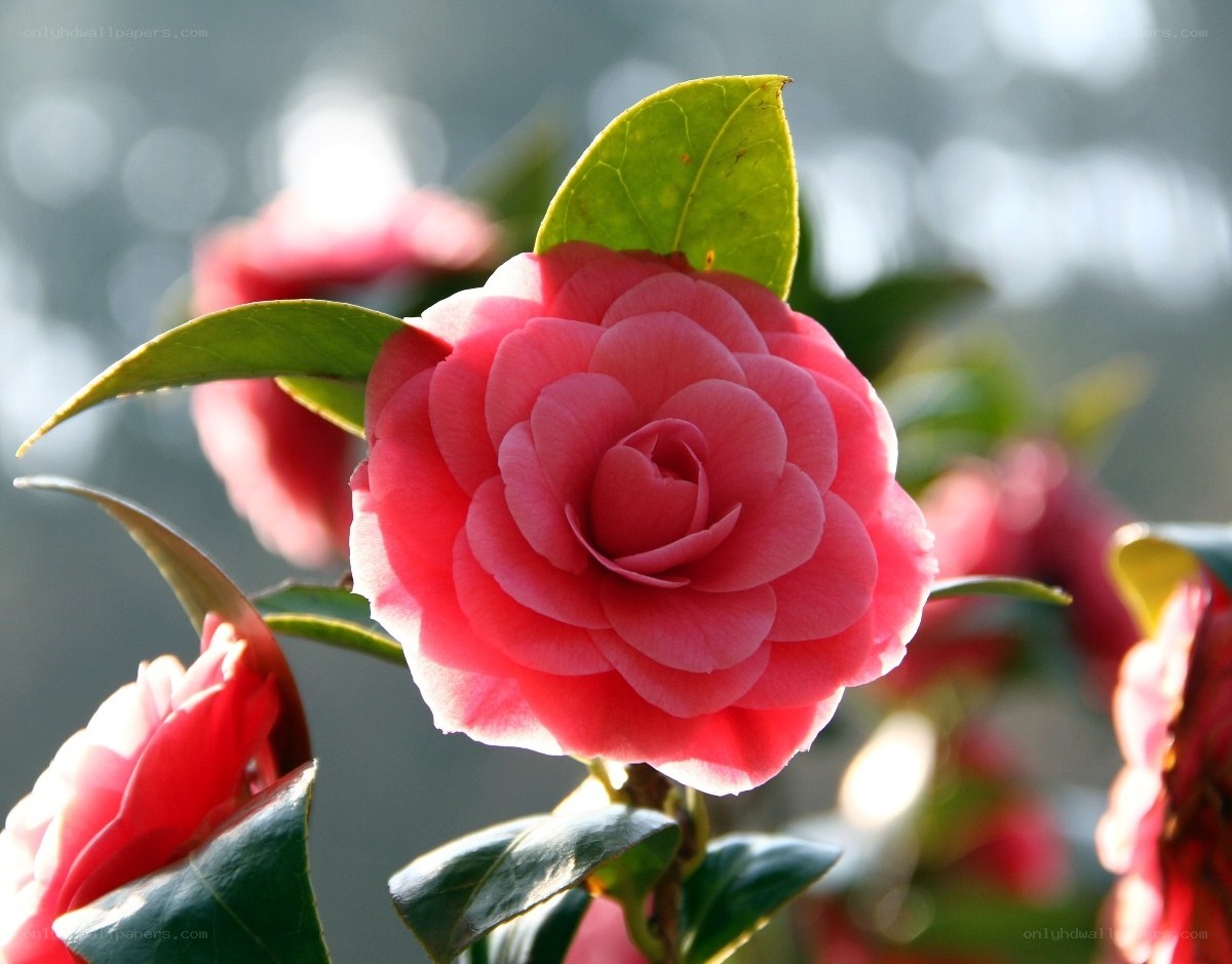Pink camellia in sunlight