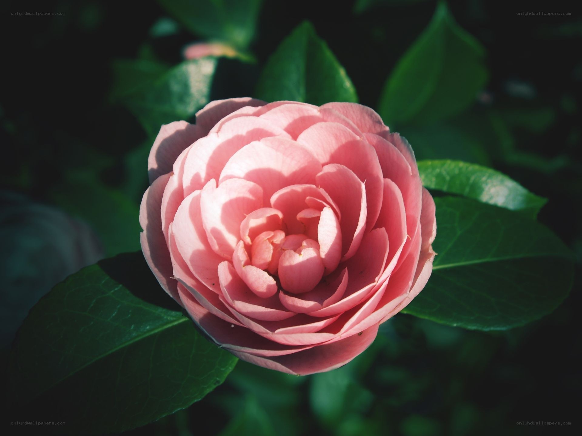 Pink camellia in sunlight