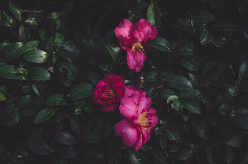 Pink camellias in dark foliage