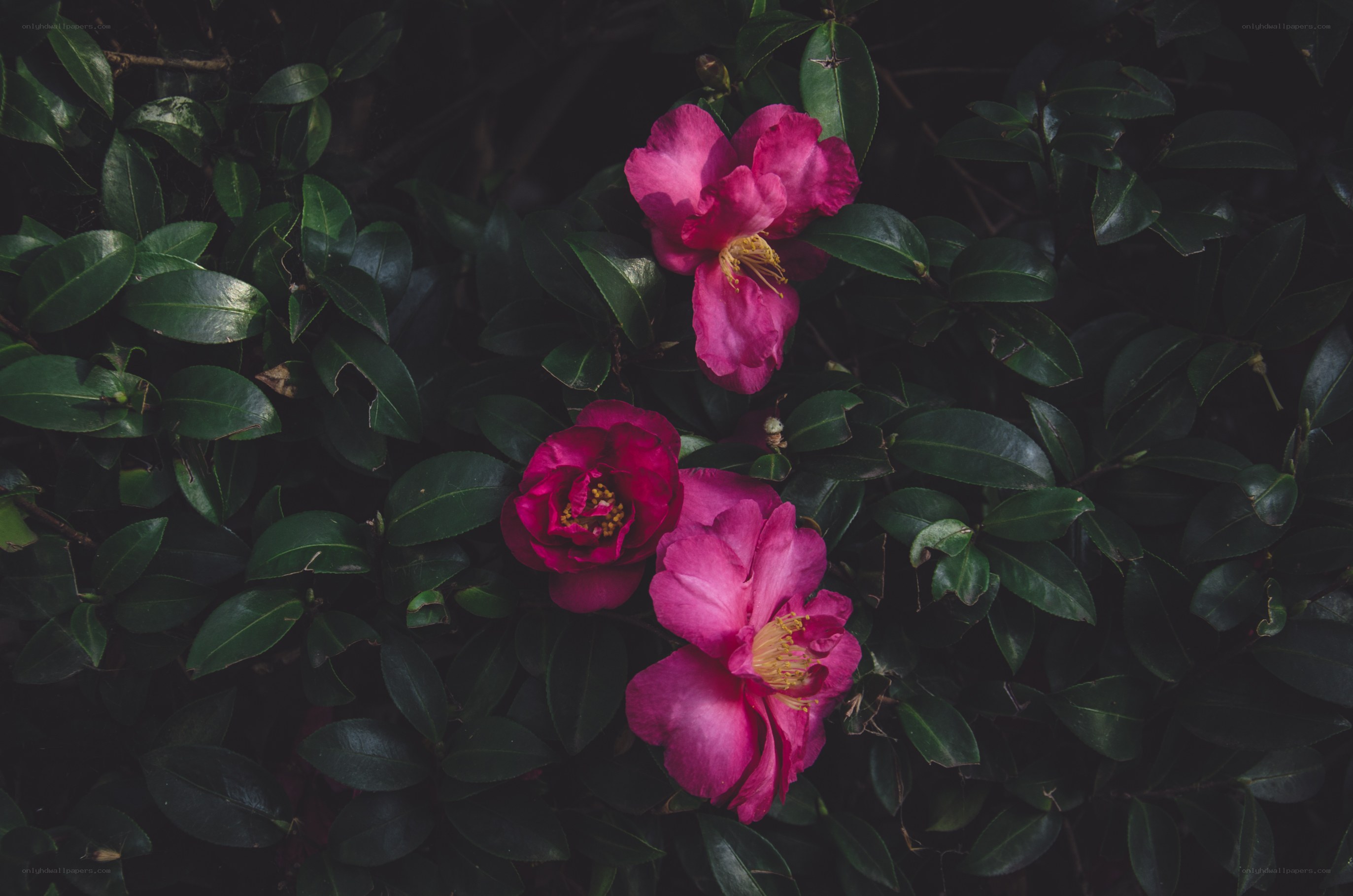 Pink camellias in dark foliage