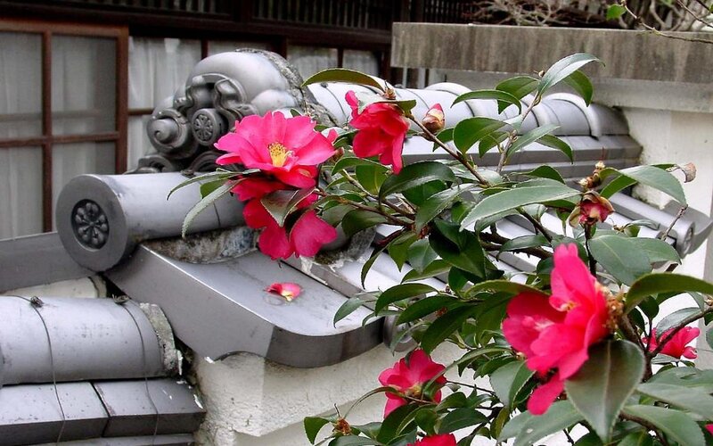 Pink camellias on a tiled roof