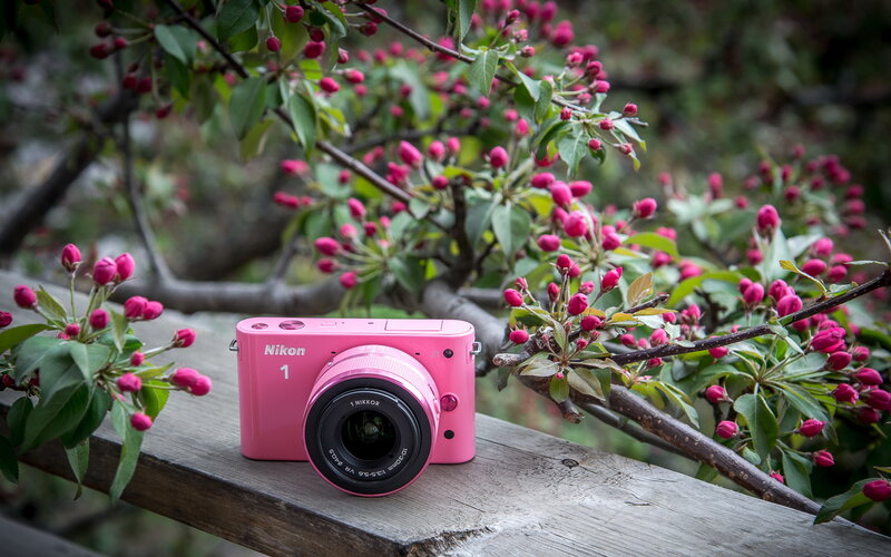 Pink Camera on Branch