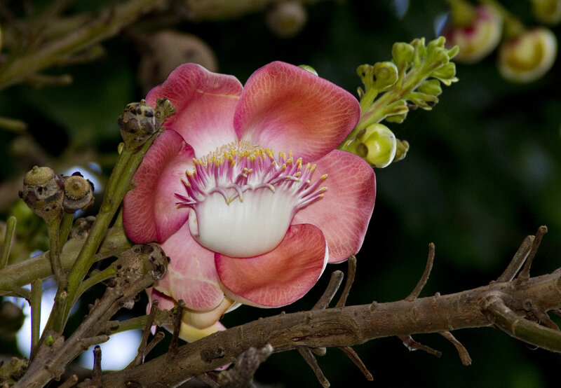 Pink Cannonball Flower