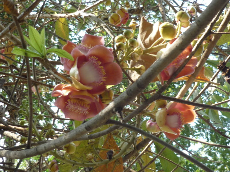 Pink Cannonball Flowers