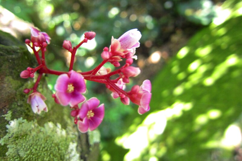 Pink Carambola Flowers