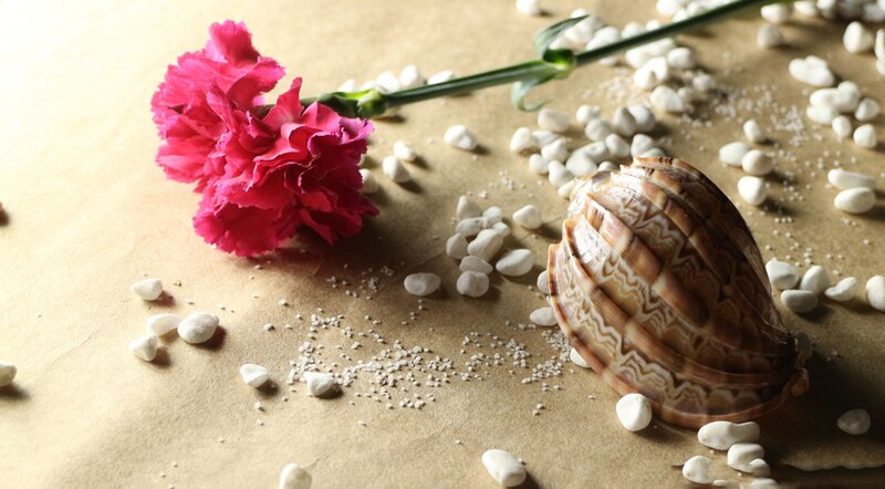 Pink Carnation and Shell