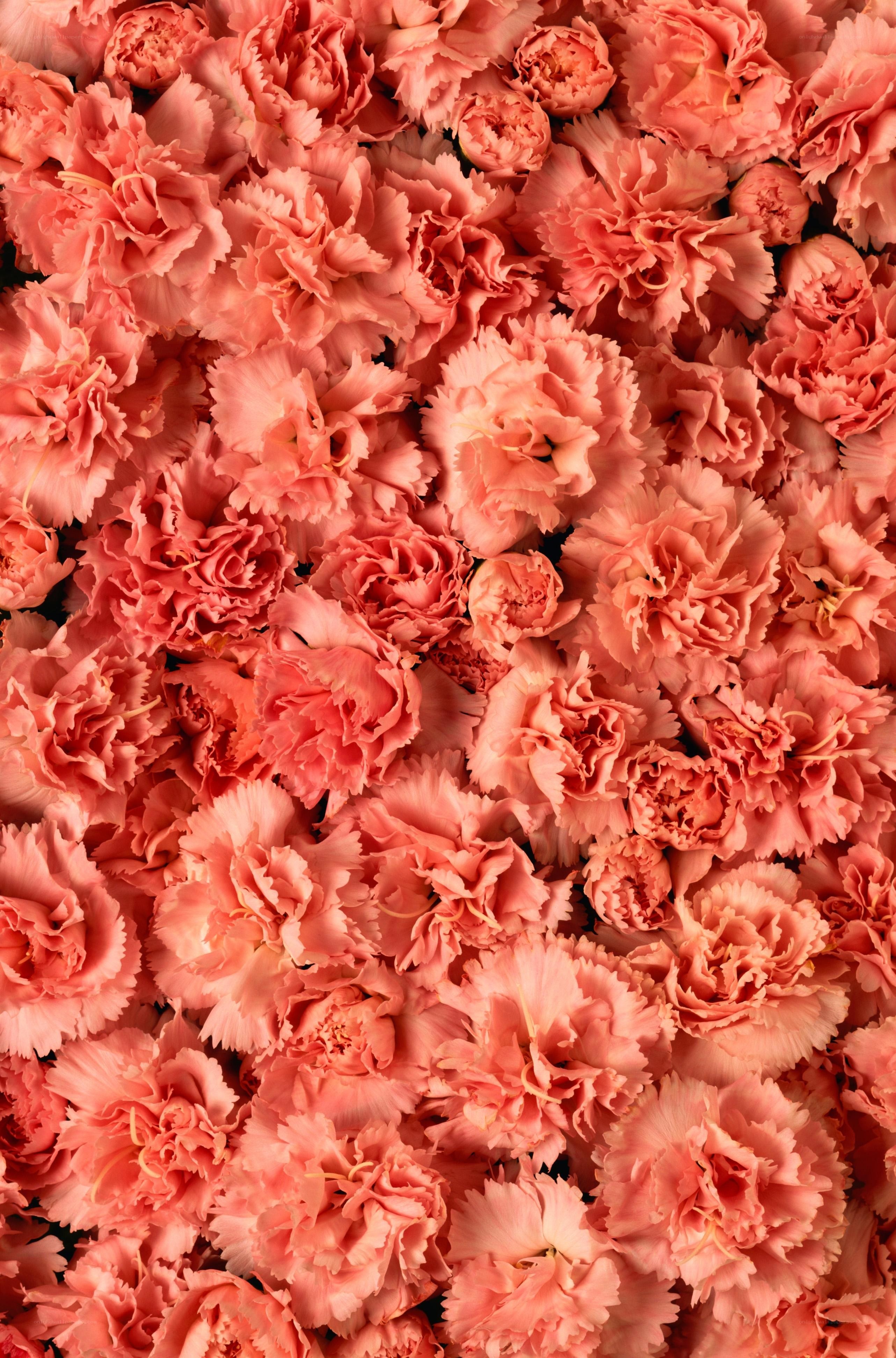 Pink carnation bouquet