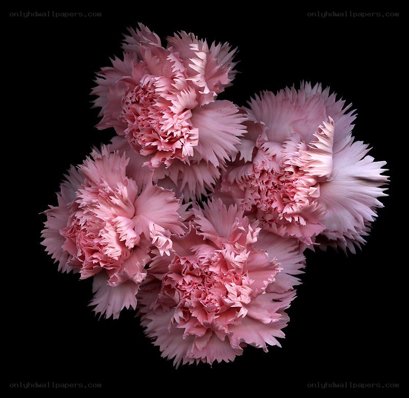 Pink carnation bouquet