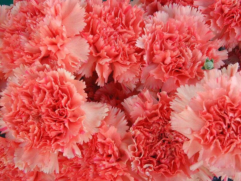 Pink carnation bouquet