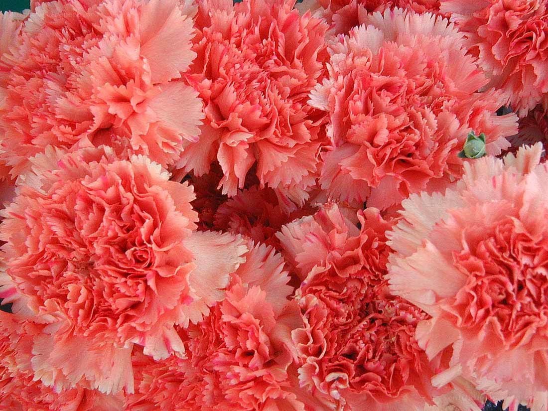 Pink carnation bouquet