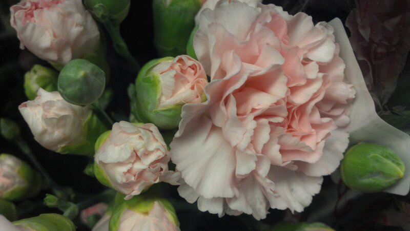 Pink Carnation Bouquet — Calm, Photograph, Buds