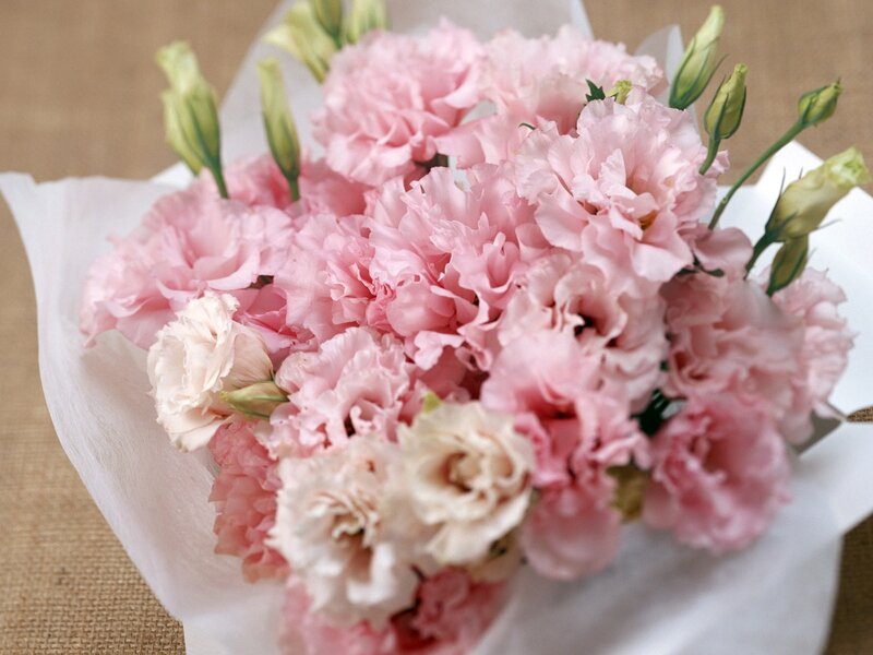 Pink Carnation Bouquet — Calm, Photograph, Flowers