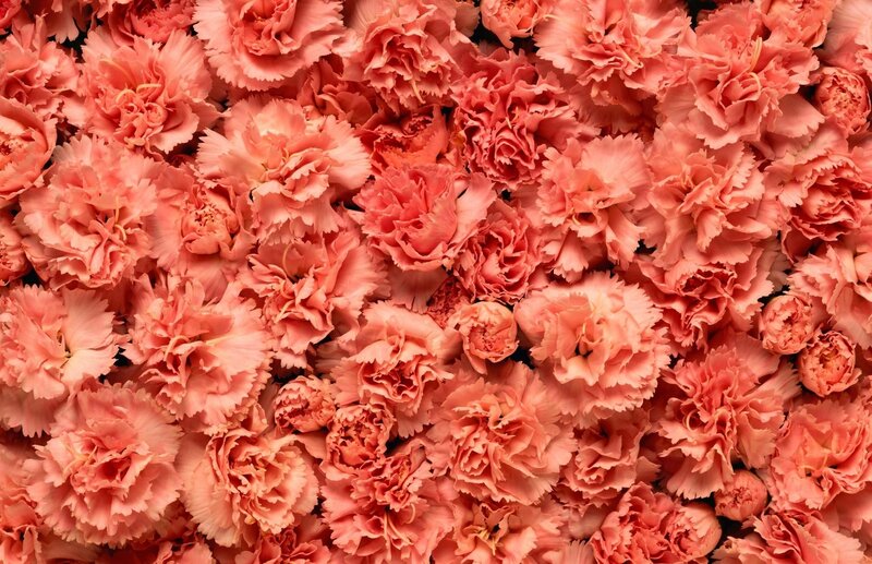Pink carnation bouquet