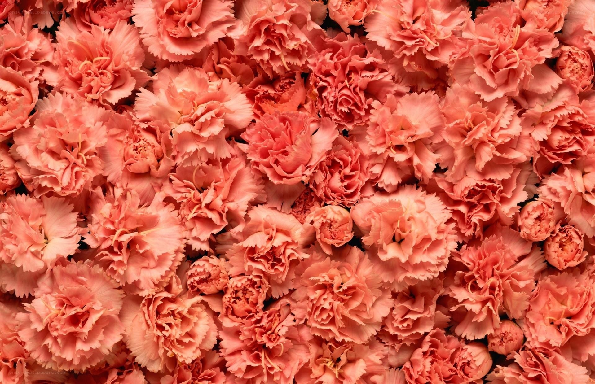 Pink carnation bouquet