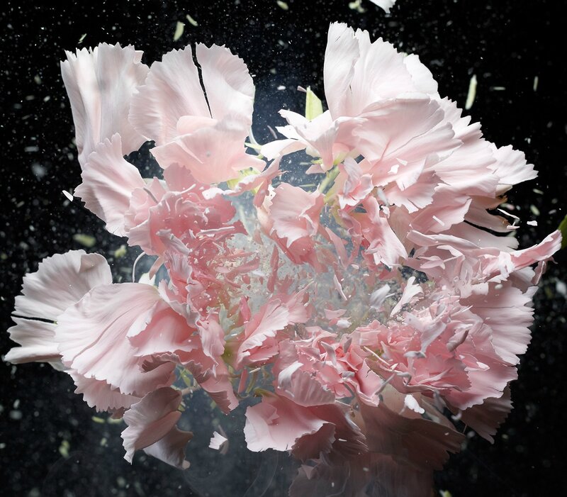Pink Carnation Explosion — Dramatic