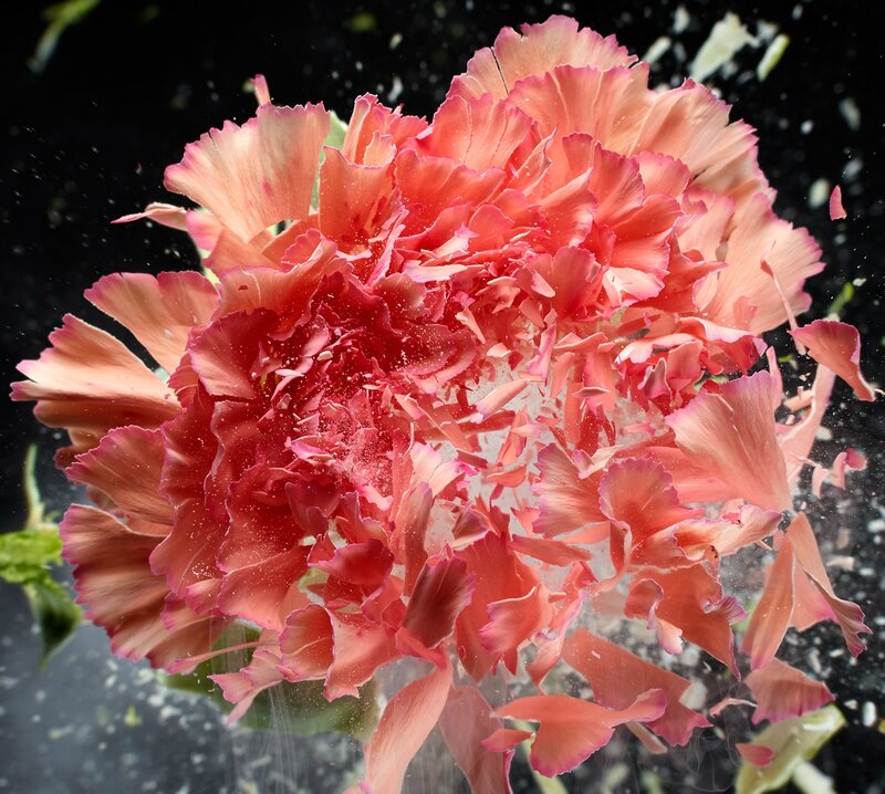Pink Carnation Explosion