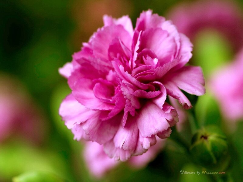 Pink carnation flower