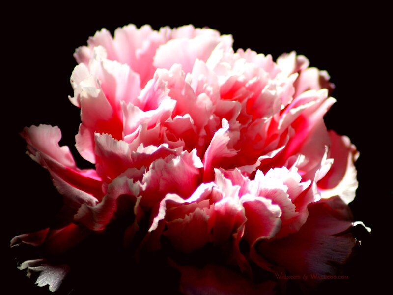 Pink carnation flower