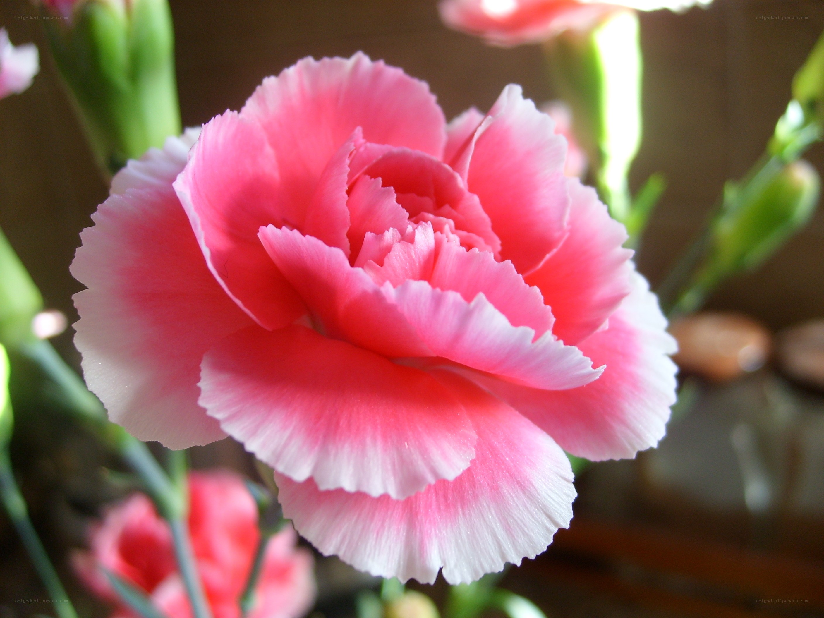 Pink carnation flower