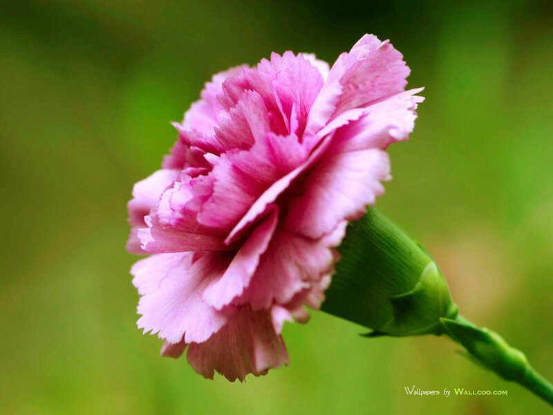 pink carnation flower