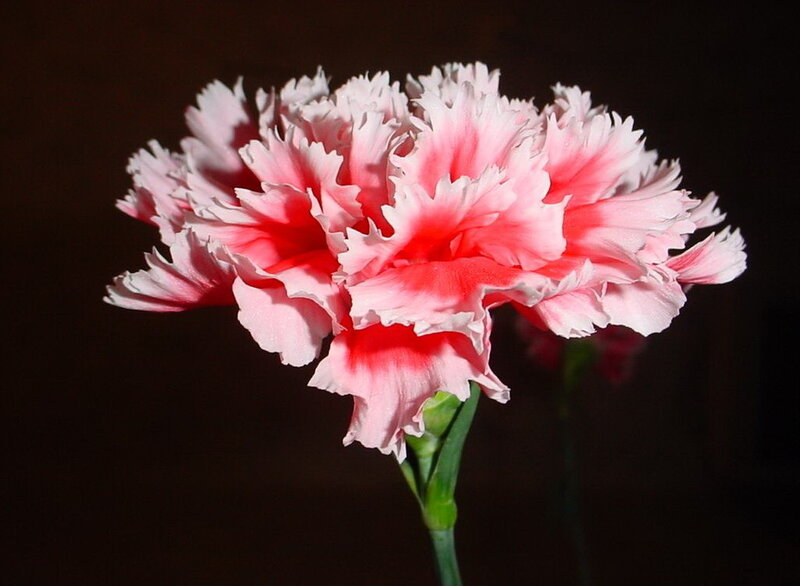 Pink carnation flower