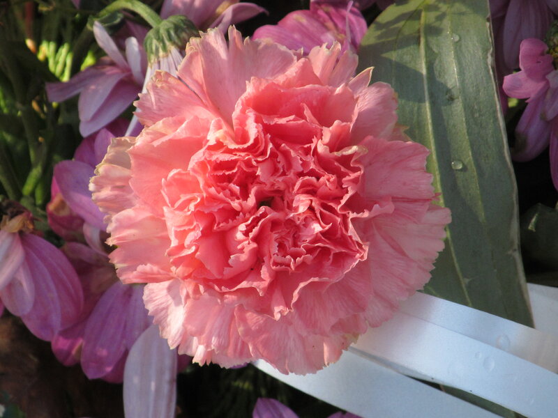 Pink Carnation Flower — Calm, Afternoon