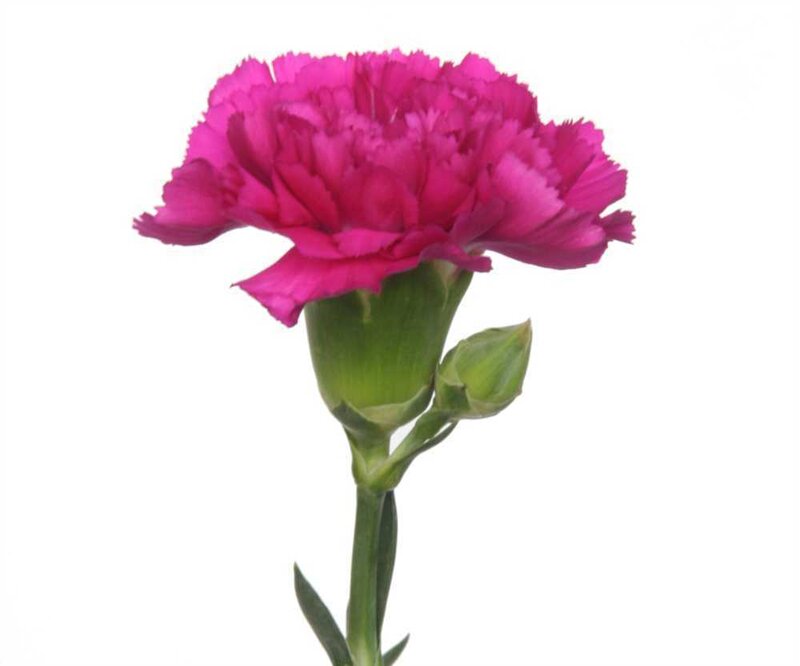 Pink Carnation Flower — Calm, Photograph, Bud, Stem