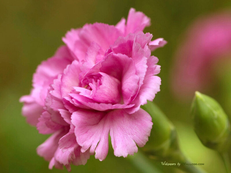 Pink Carnation Flower — Calm, Photograph, Bud