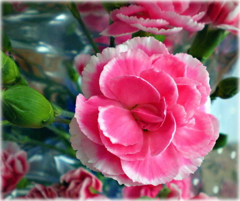 Pink Carnation Flower — Calm, Photograph, Buds