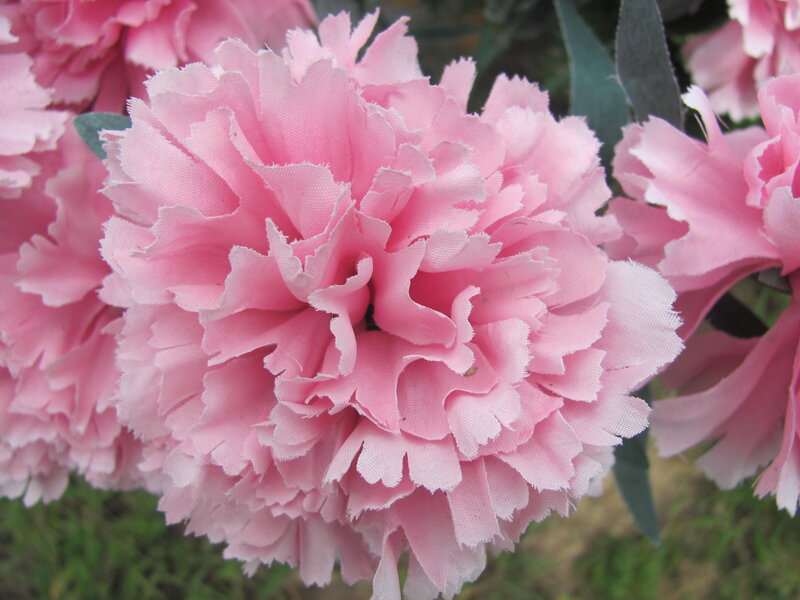 Pink Carnation Flower — Calm, Photograph, Leaf