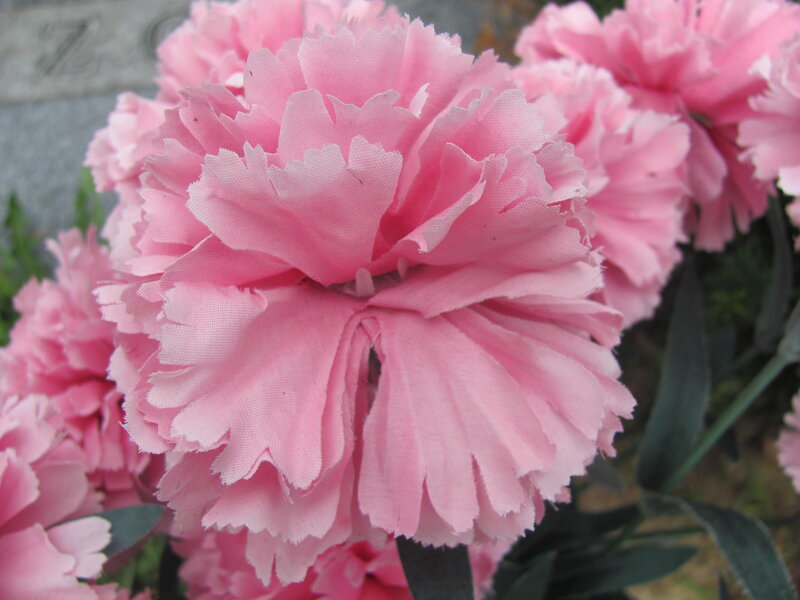 Pink Carnation Flower — Calm, Photograph, Leaves