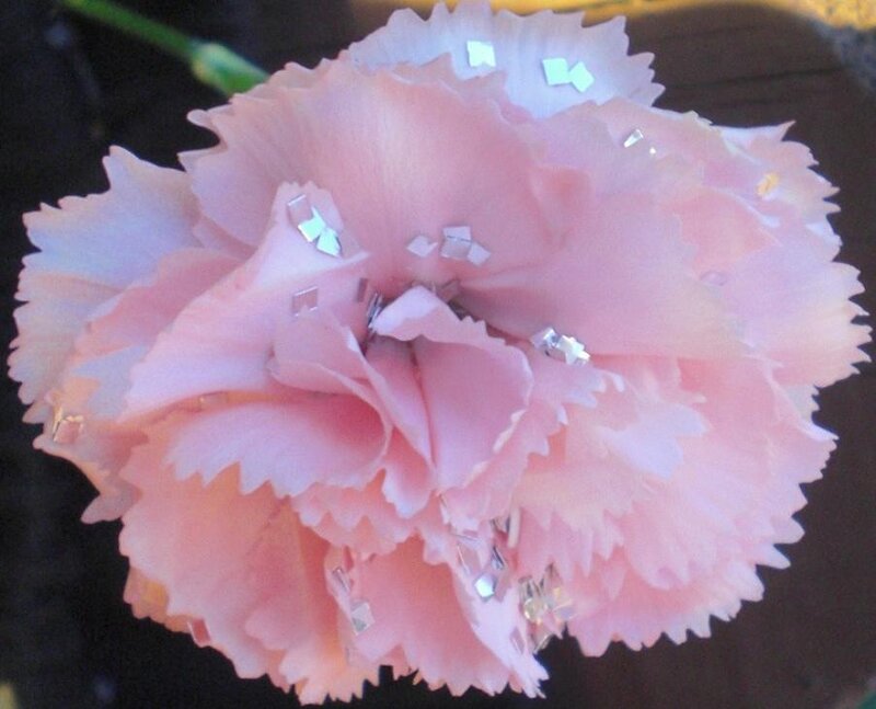 Pink Carnation Flower — Calm, Photograph, Petals