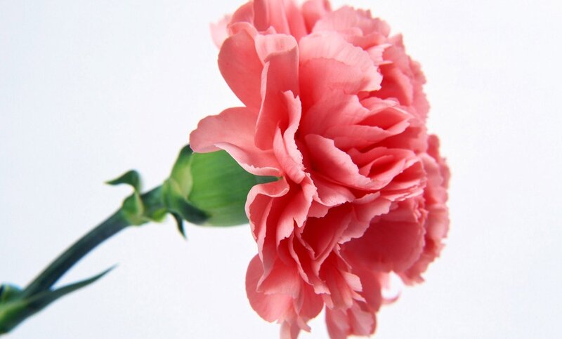 Pink Carnation Flower — Calm, Photograph, Stem, Bud, Green
