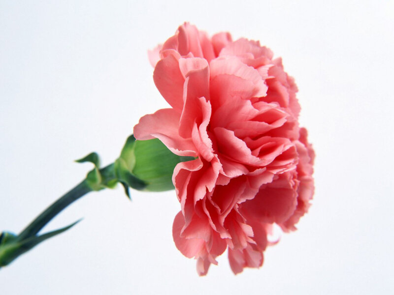 Pink Carnation Flower — Calm, Photograph, Stem, Bud