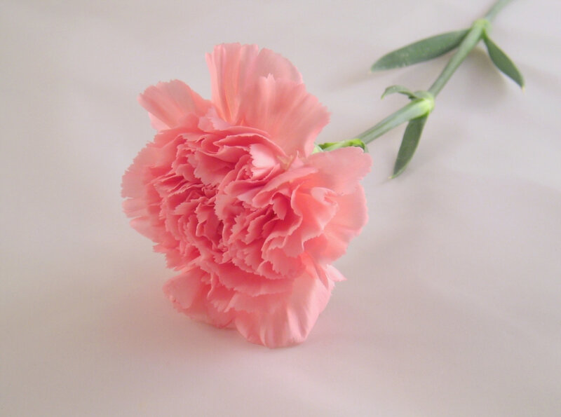 Pink Carnation Flower — Calm, Photograph, Stem, Leaves