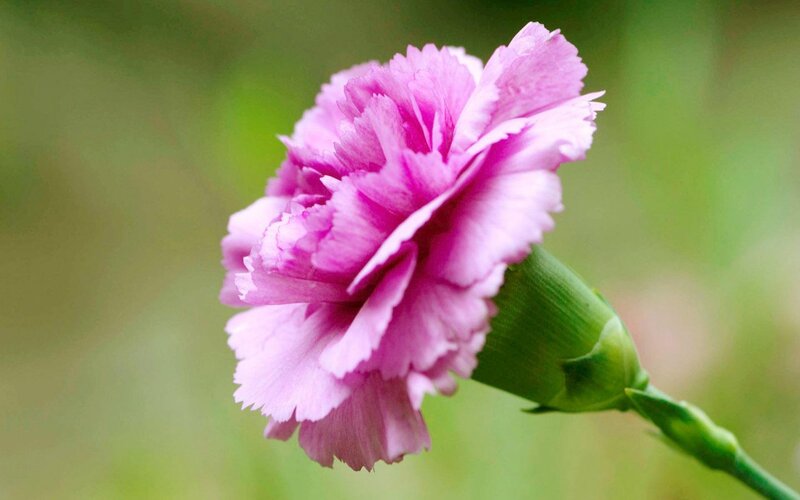 Pink Carnation Flower — Calm, Photograph, Stem