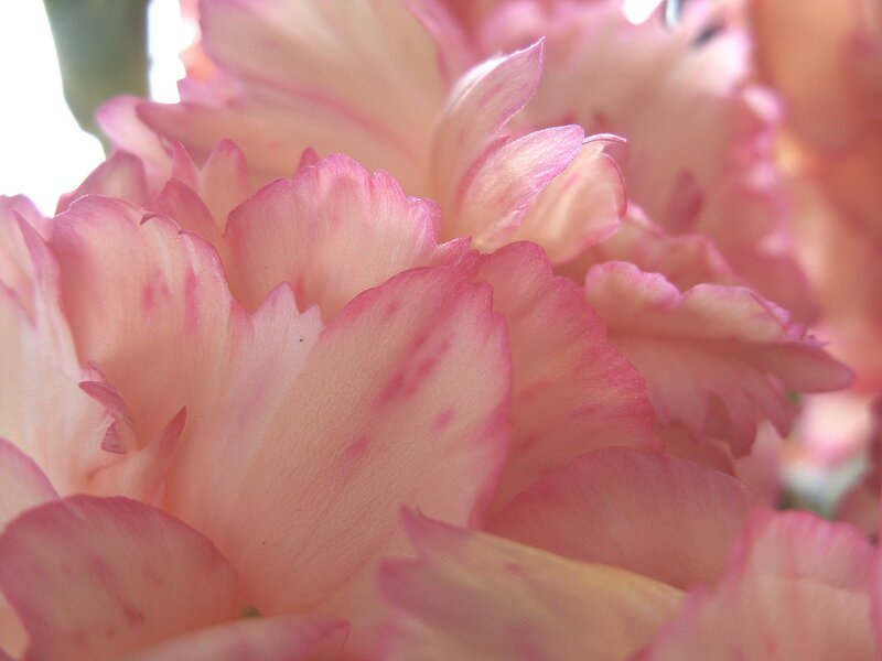 Pink Carnation Flower — Calm, Photograph