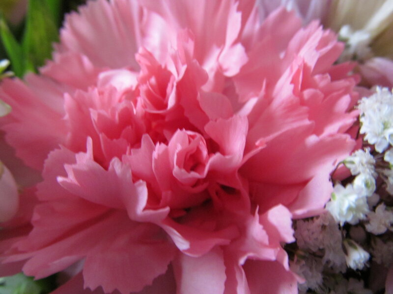 Pink Carnation Flower — Calm, Photograph, White Flowers